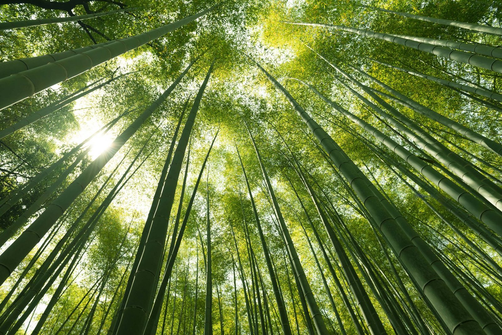 Forêt de bambous baignée de lumière